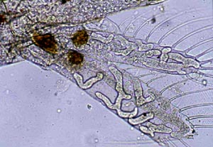 Представитель Семейства Sirolpidiaceae